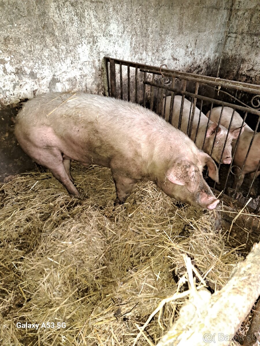 Predam prasta 200 kg váha