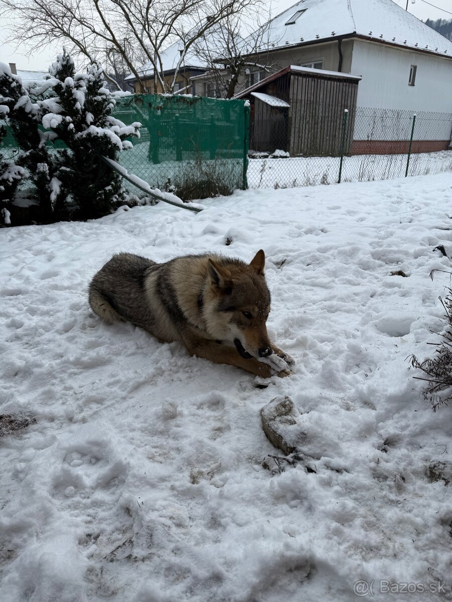 Československý vlčiak