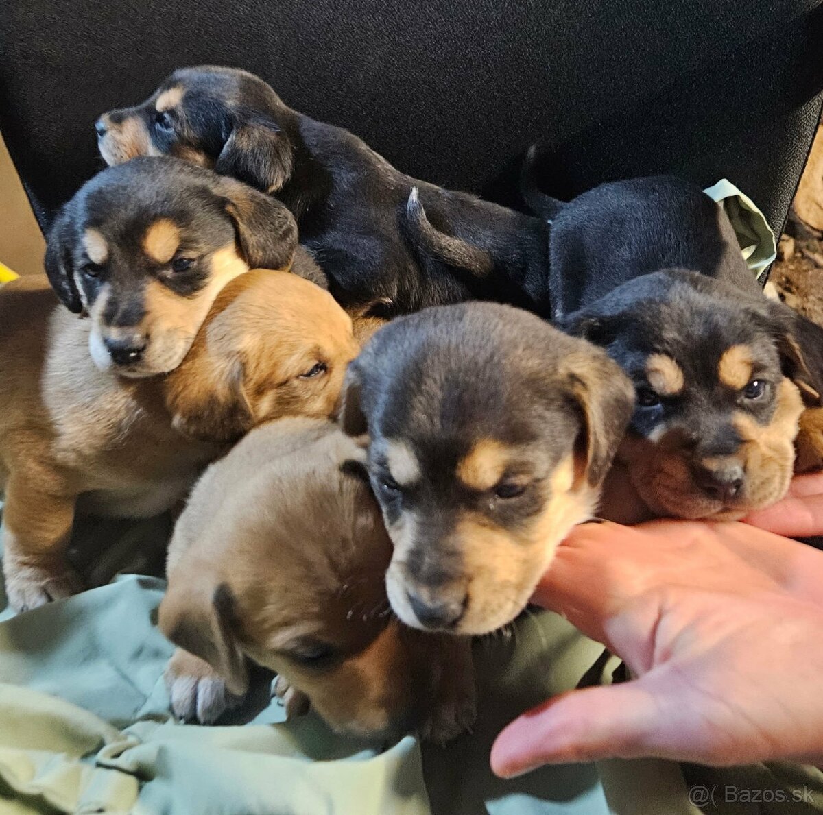 Jazvečik kratkosrsty