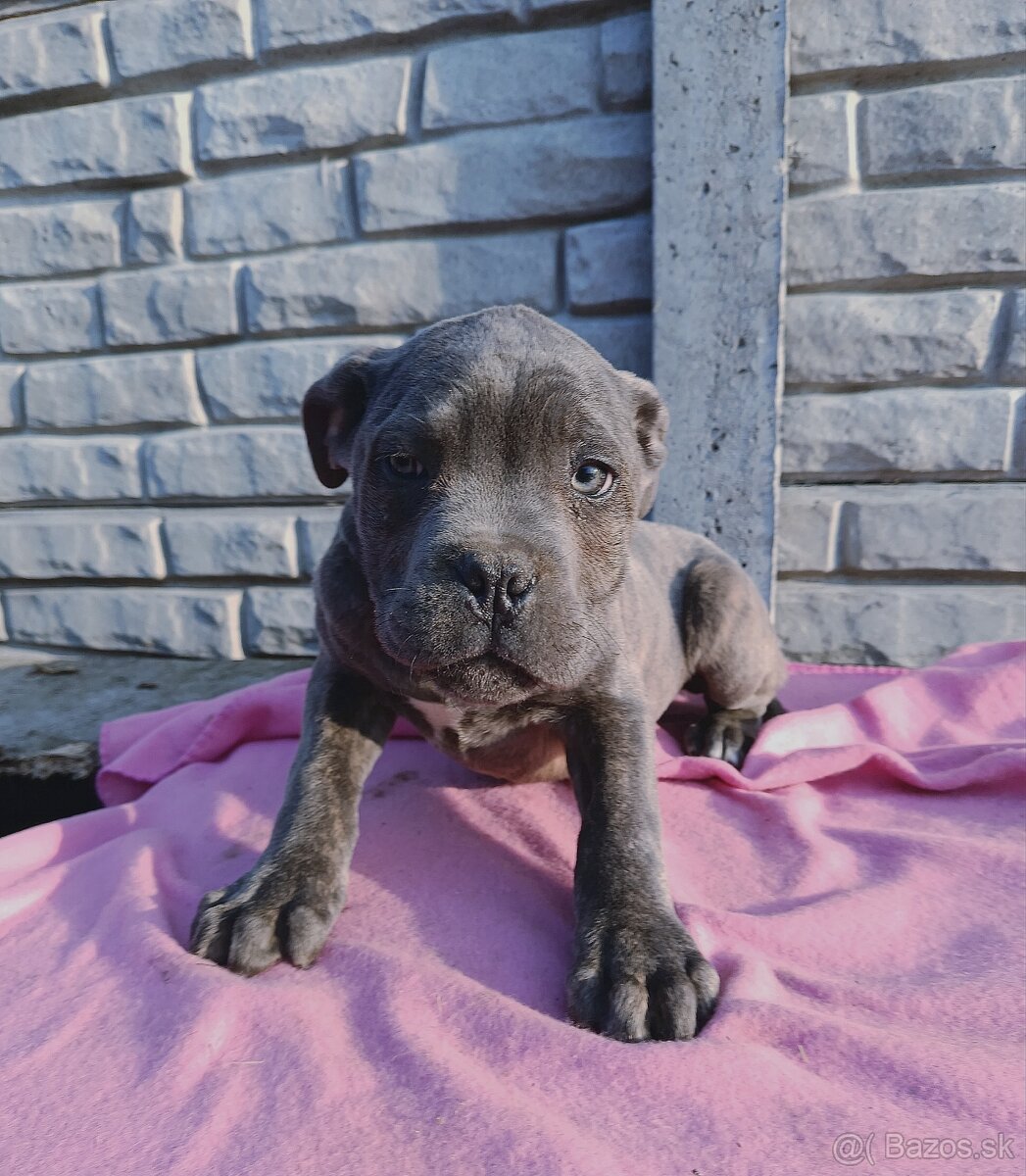Cane Corso šteniatko