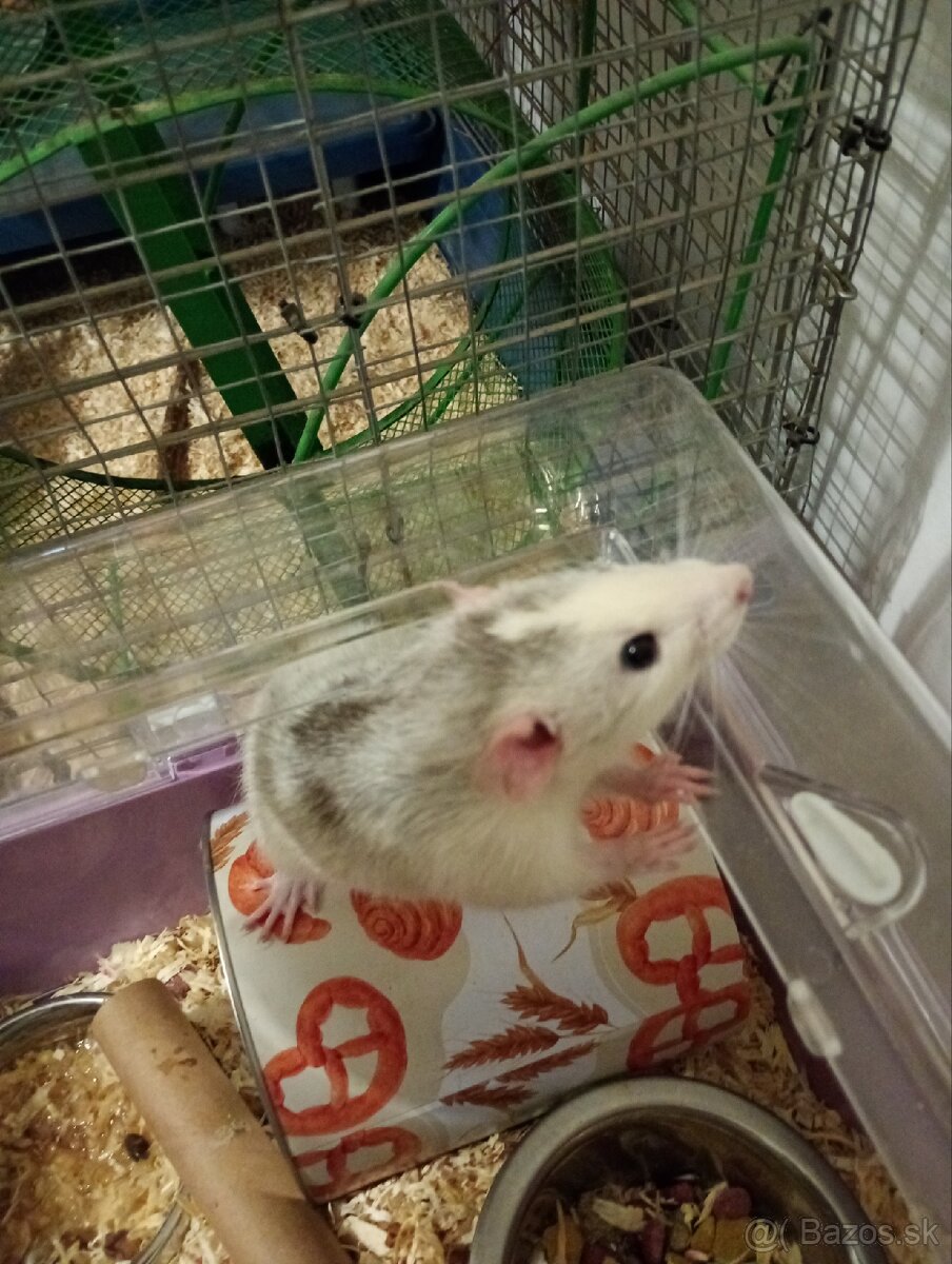 Dumbo potkan