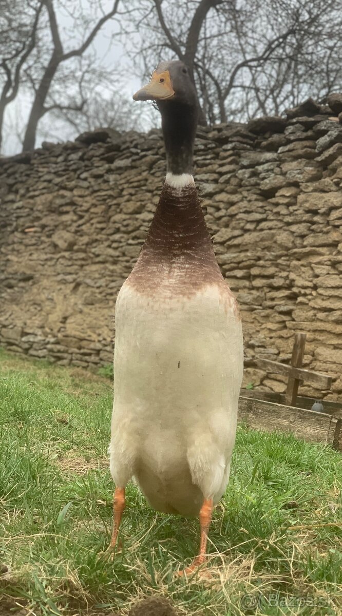 Predám ročného kacera IB