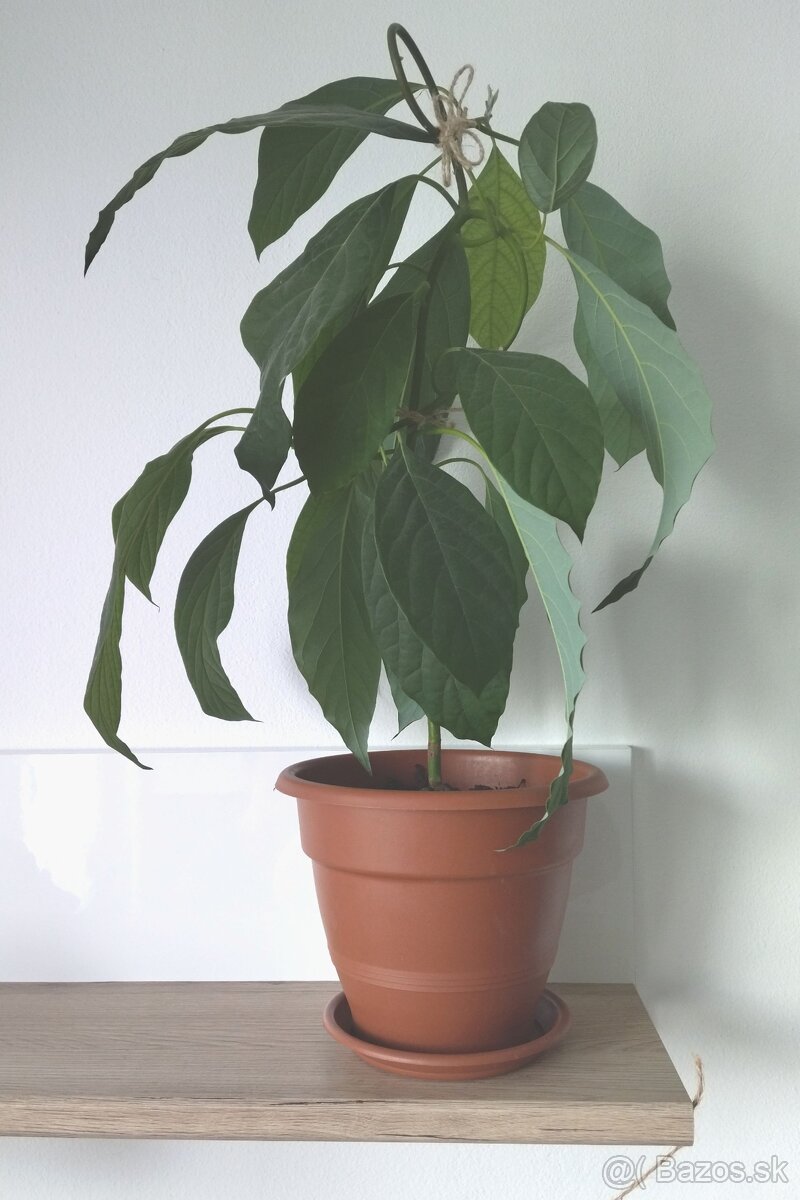Avodádo