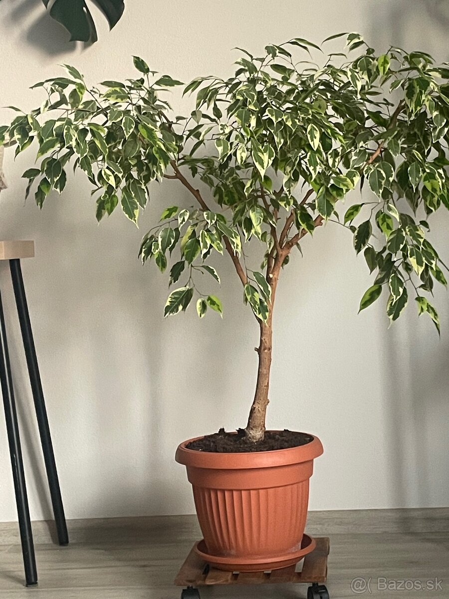 Fikus benjamina