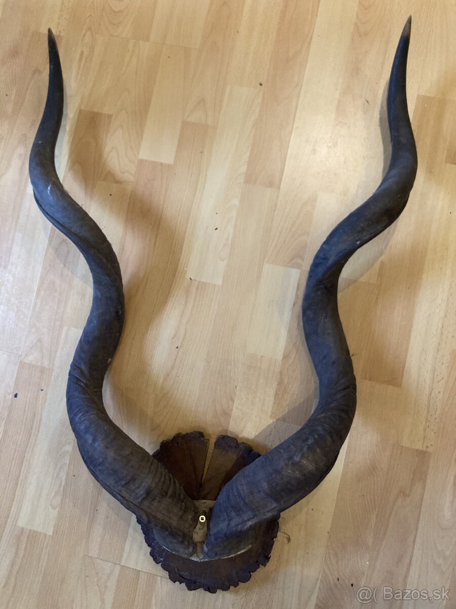 Trofej parožie Kudu veľký
