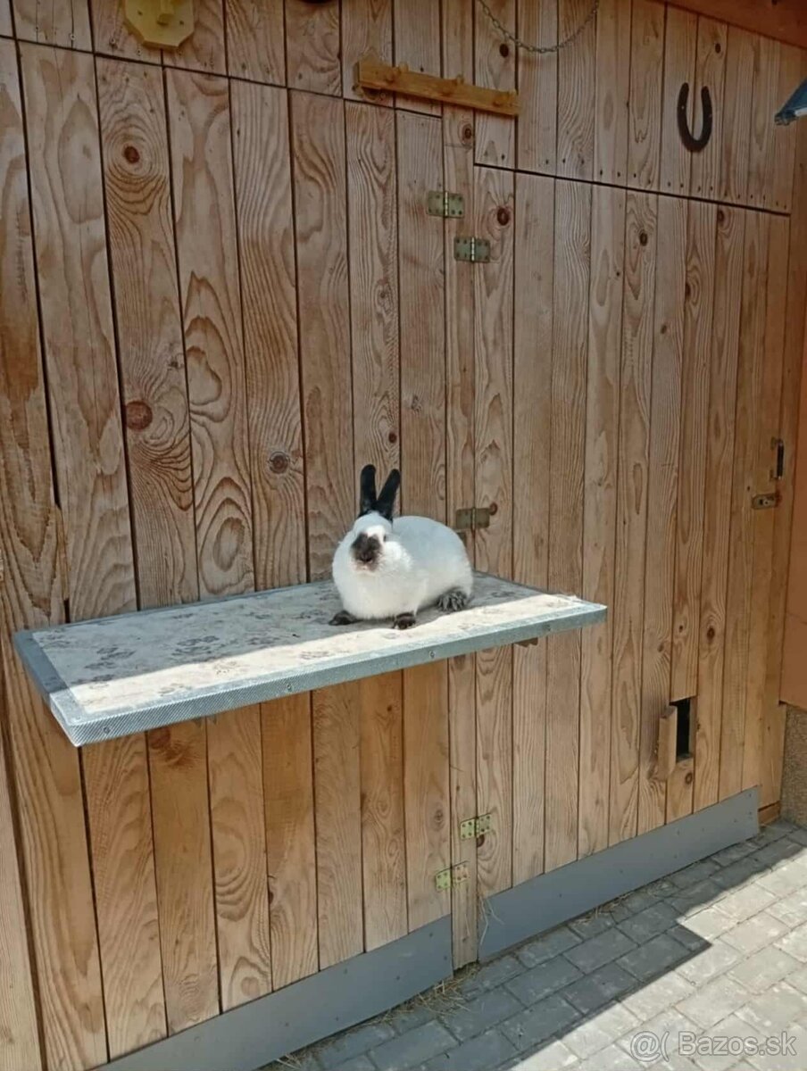 Kalifornský králik