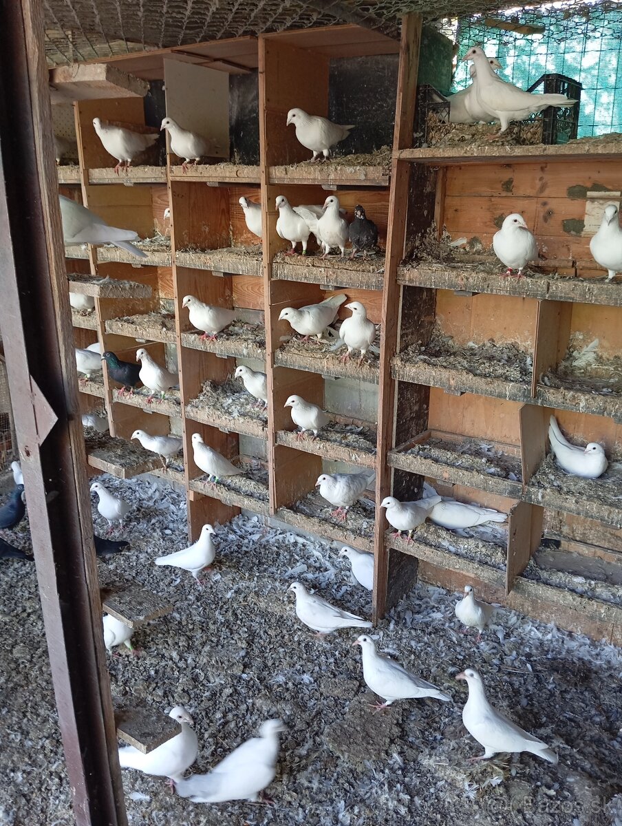 Biele poštové holuby