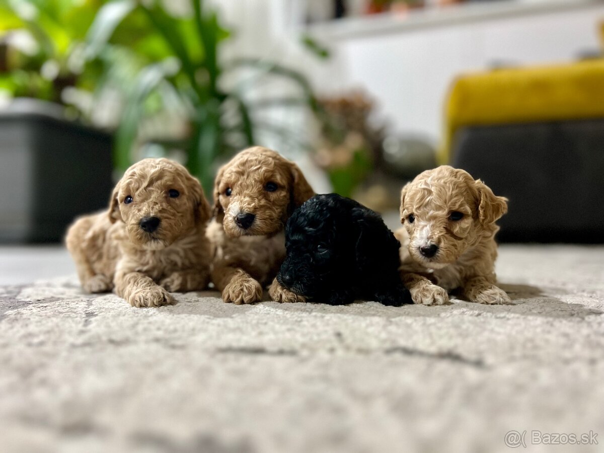 Príjmam rezervácie na trpasličích pudlíkov