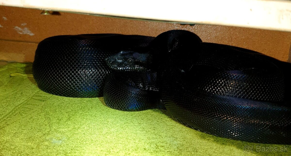 Veľhad královský Boa Constrictor