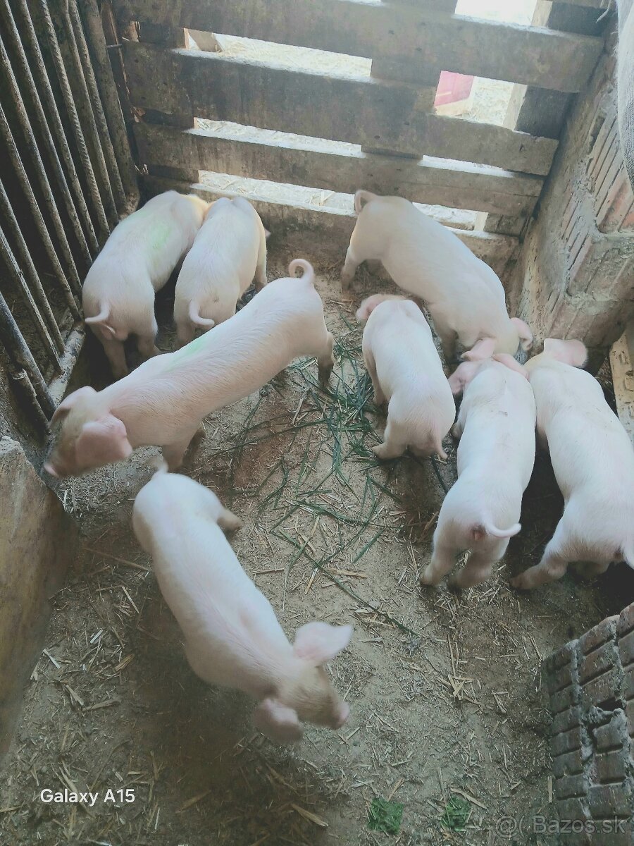 Na predaj odštavčata
