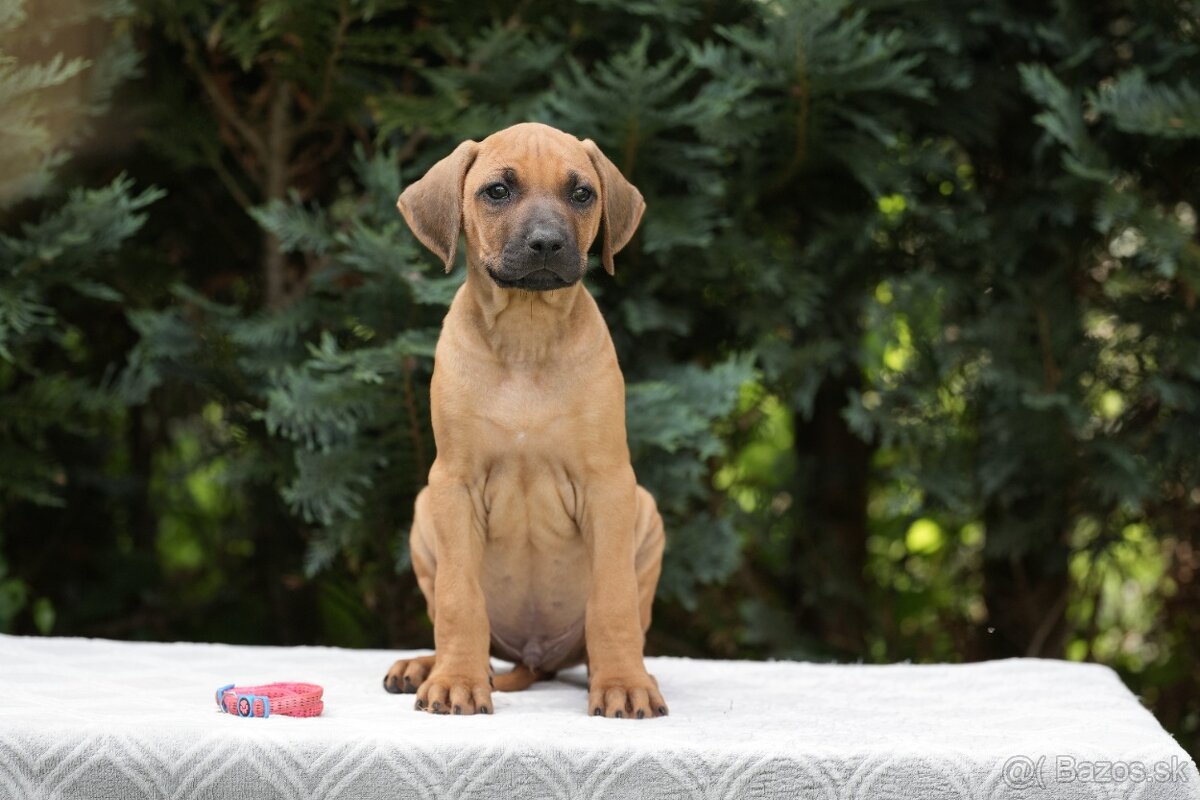 rhodesian ridgeback s PP nestandartni pejsek 🩷 -