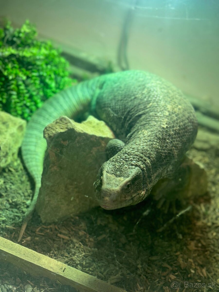 Varanus exanthematicus