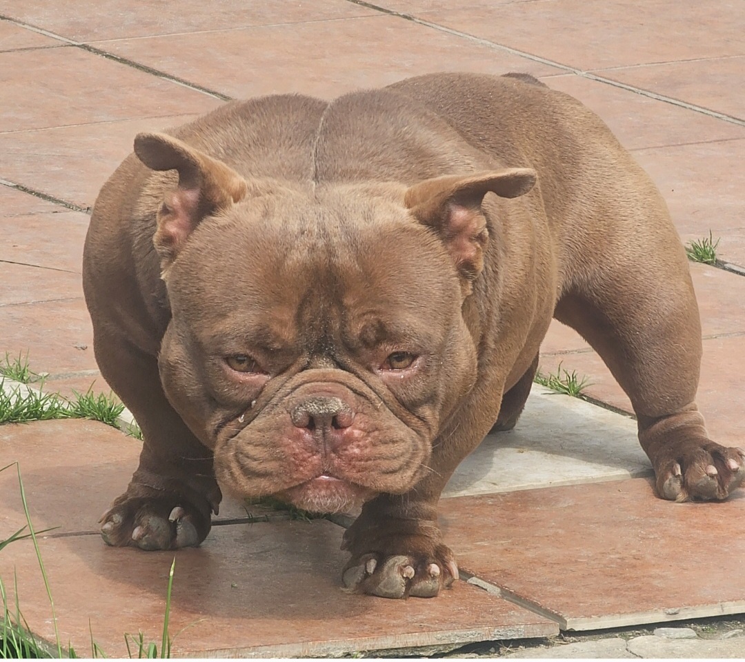 American bully psik micro
