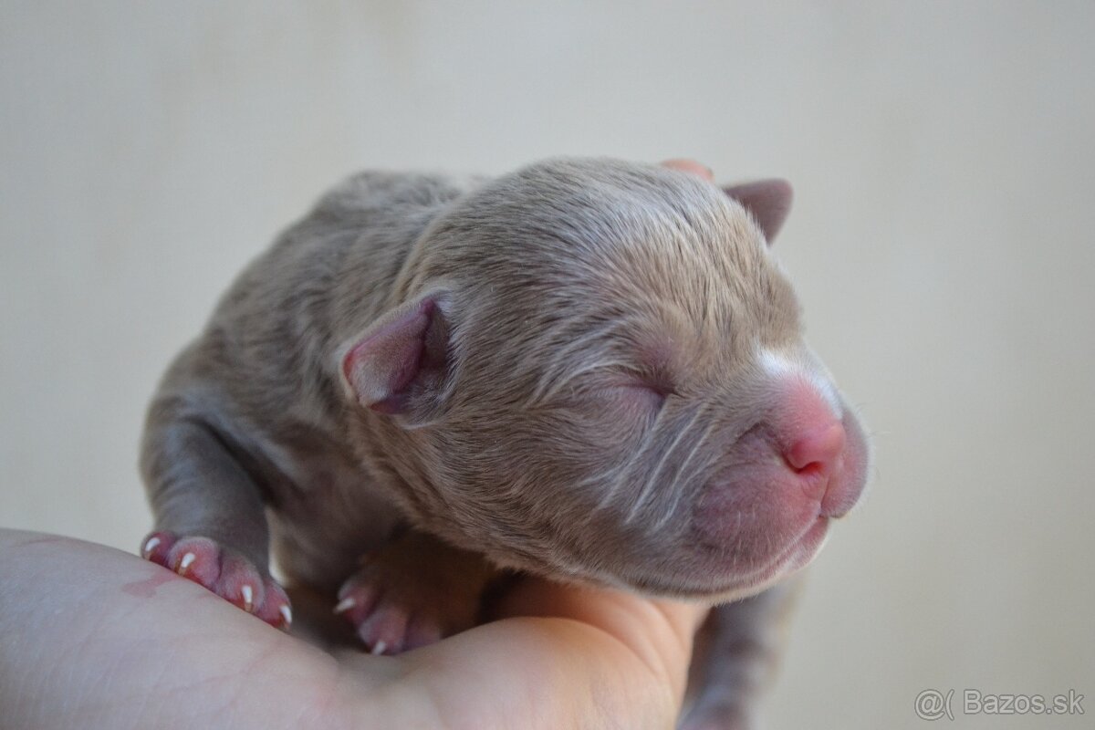 American bully