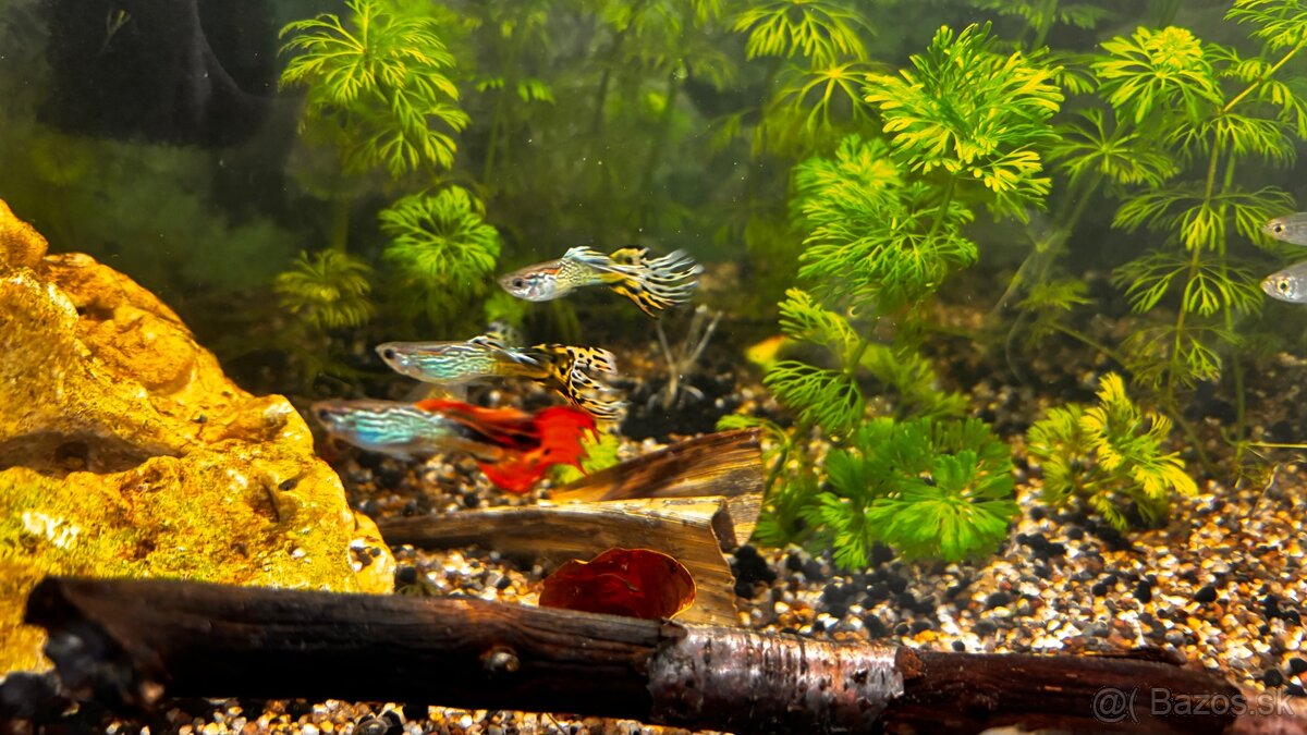 Gubky / Gupky na predaj