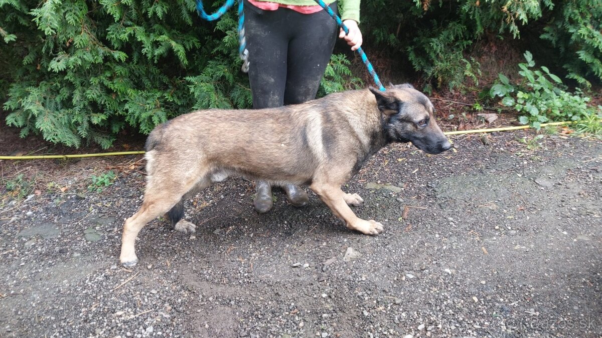 Nemecký belgický ovciak