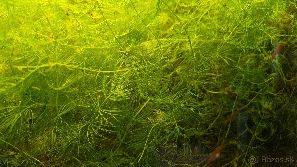 Darujem ,plávajúce rastlinky rožkatec