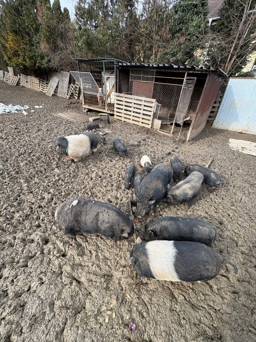 Predam vietnamske prasata