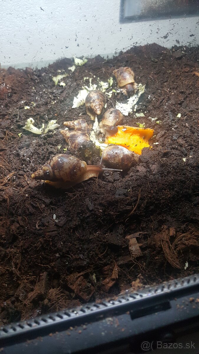 Predám africke slimaky Lisoachatina recitulata