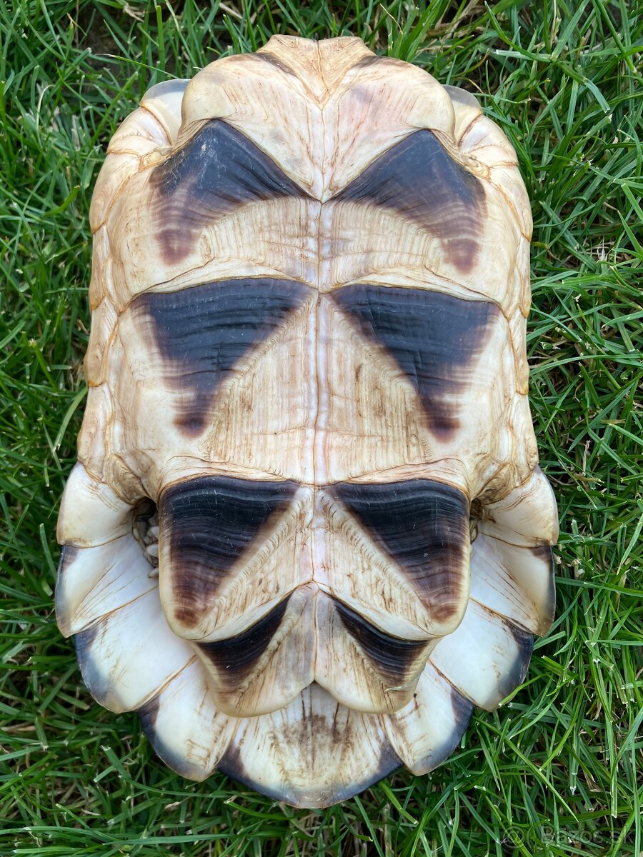 Testudo Marginata