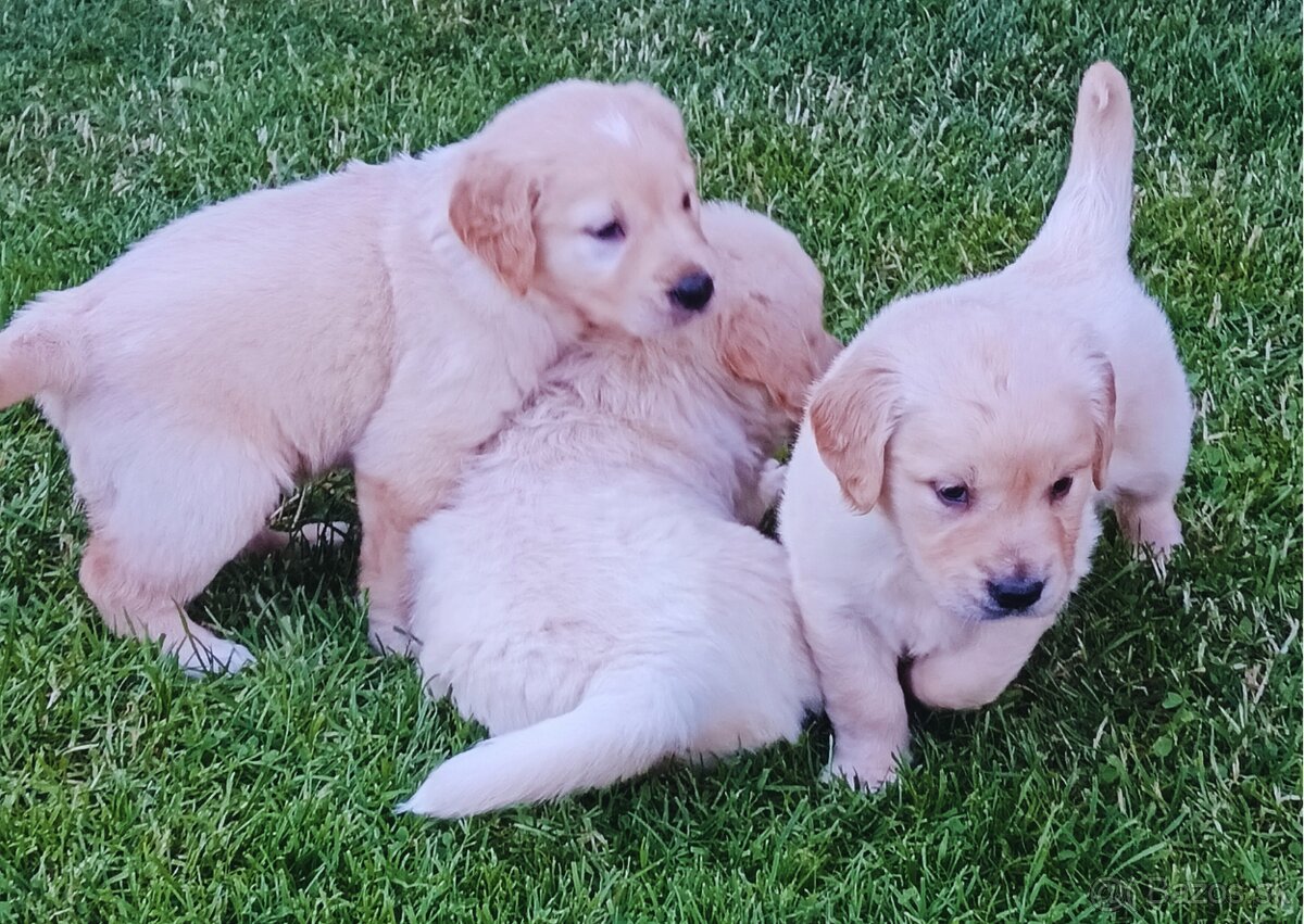 Zlatý retriever