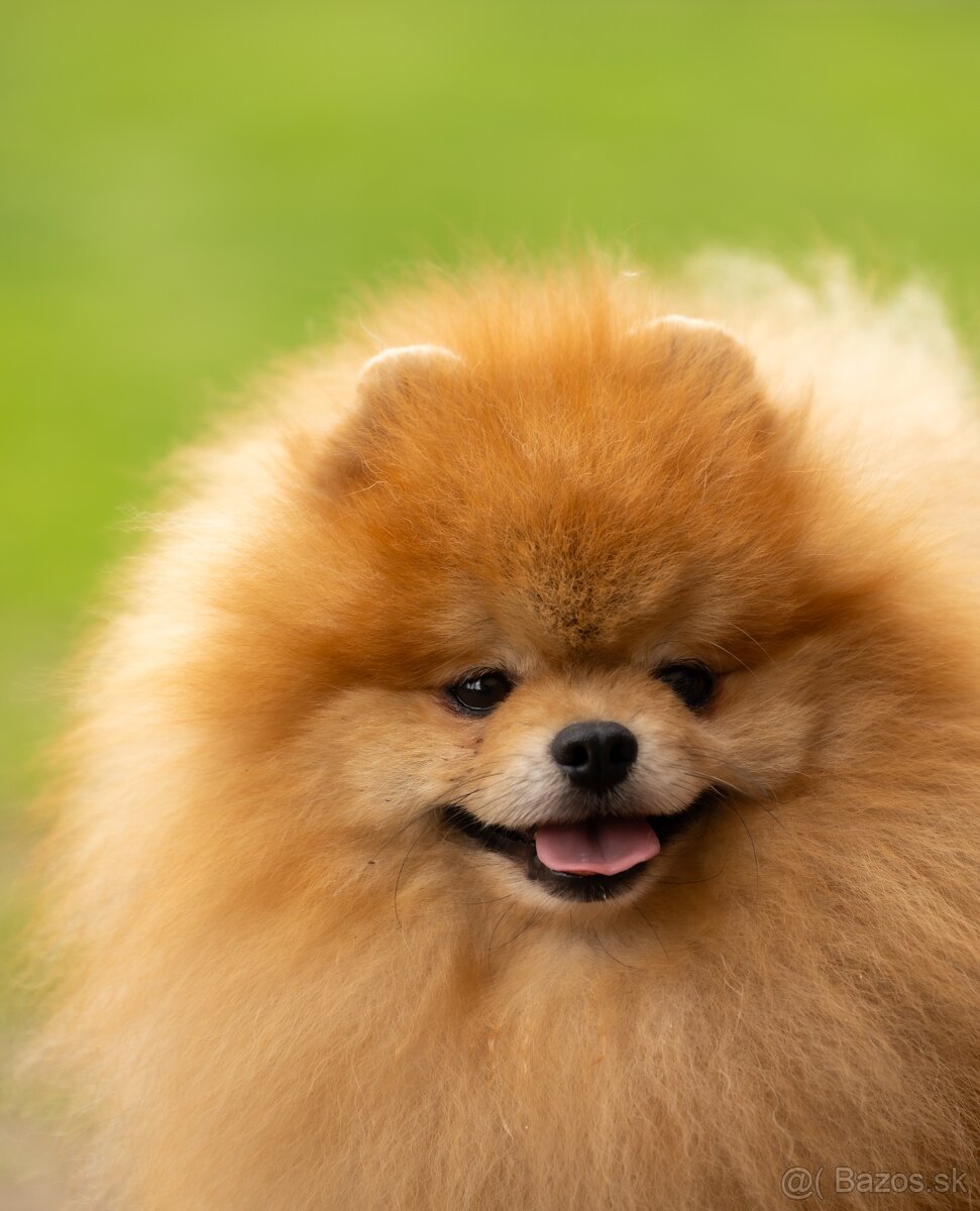 Pomeranian s PP