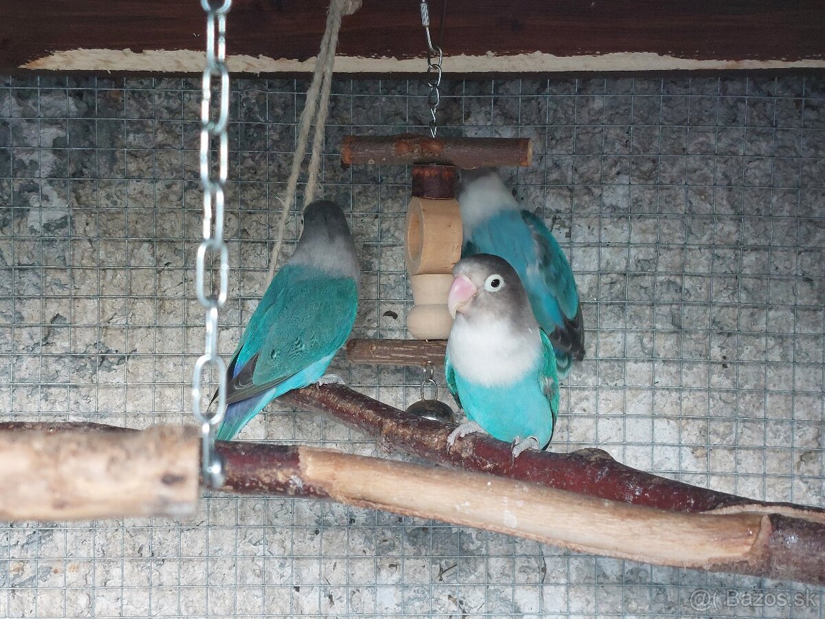 Agapornis fisher