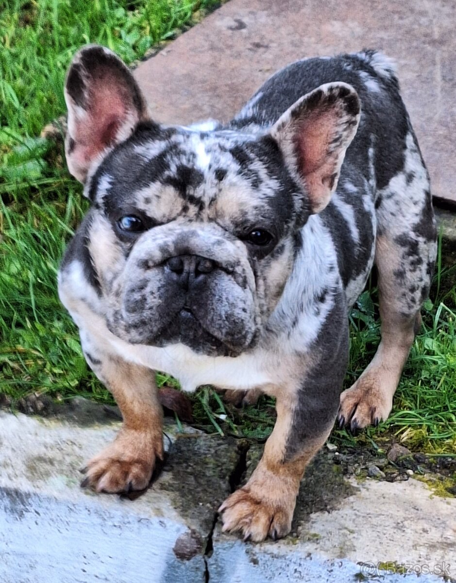 Francuzsky buldoček