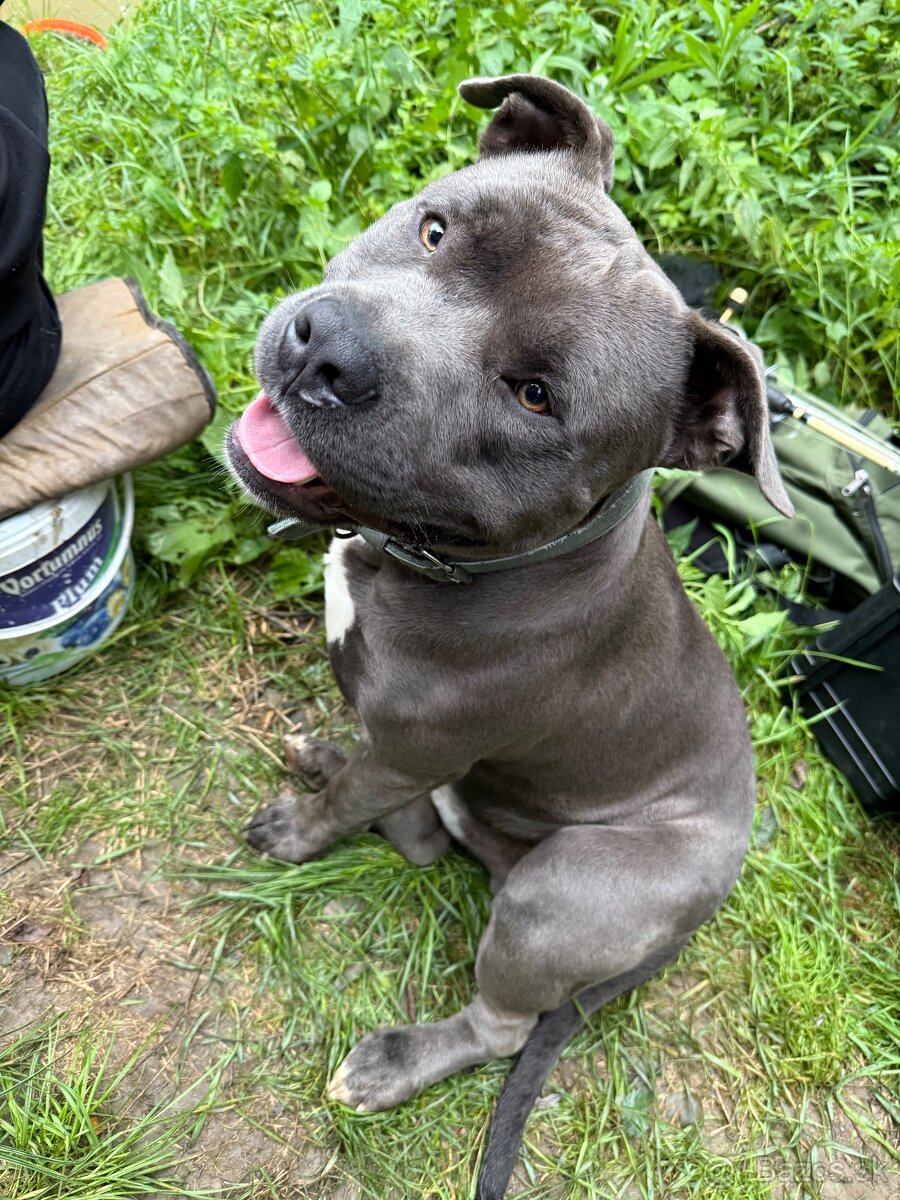 Modry Stafford na krytie