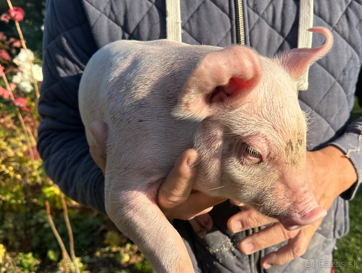 Predám odštavčata, Eladó malacok