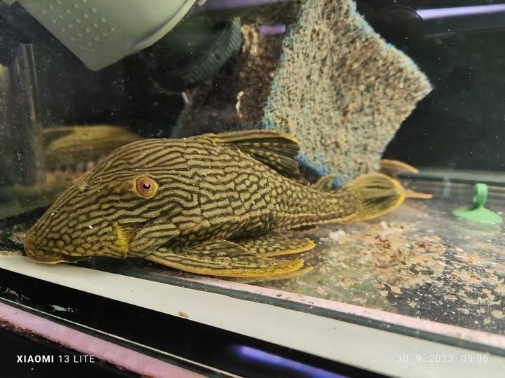 pleco L190