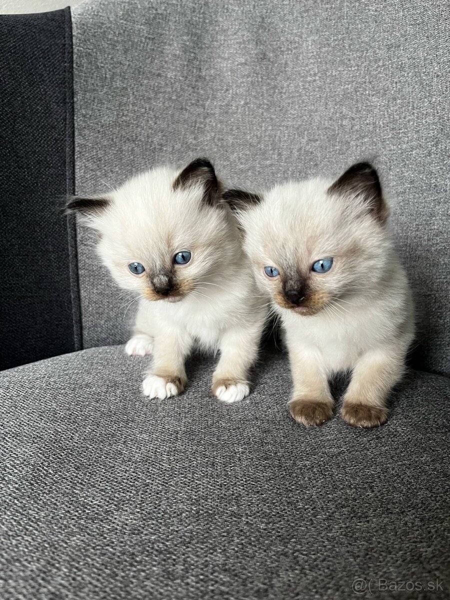 Ragdoll mačiatka