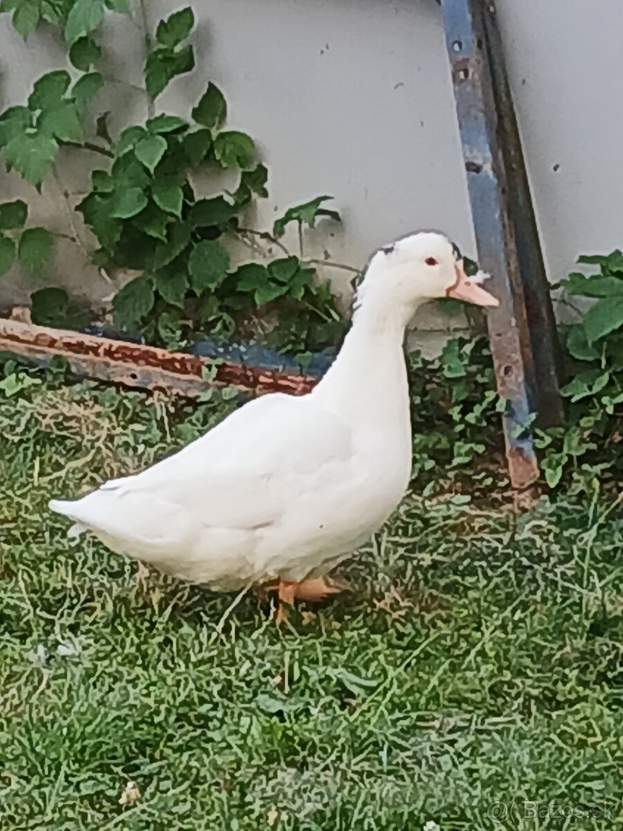 Kacka mulard