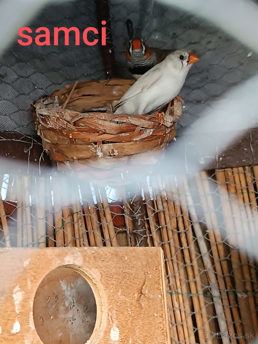 Predám zebricky