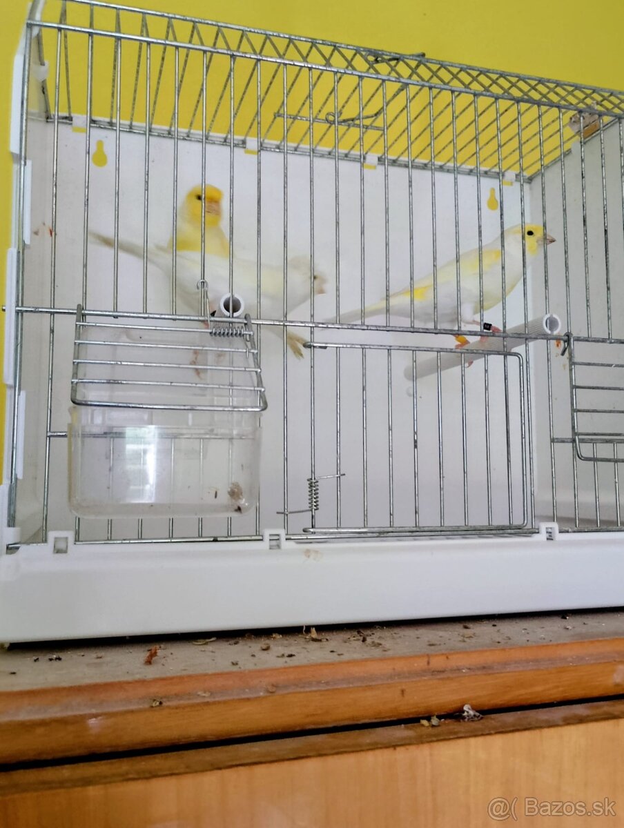 predam kanarikov 2025