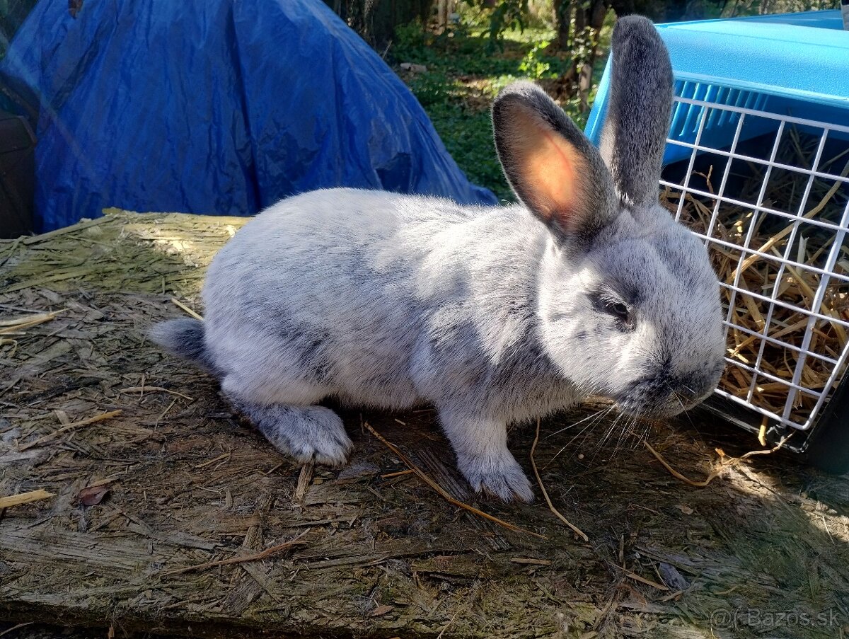 Veľký svetlý strieborný králik