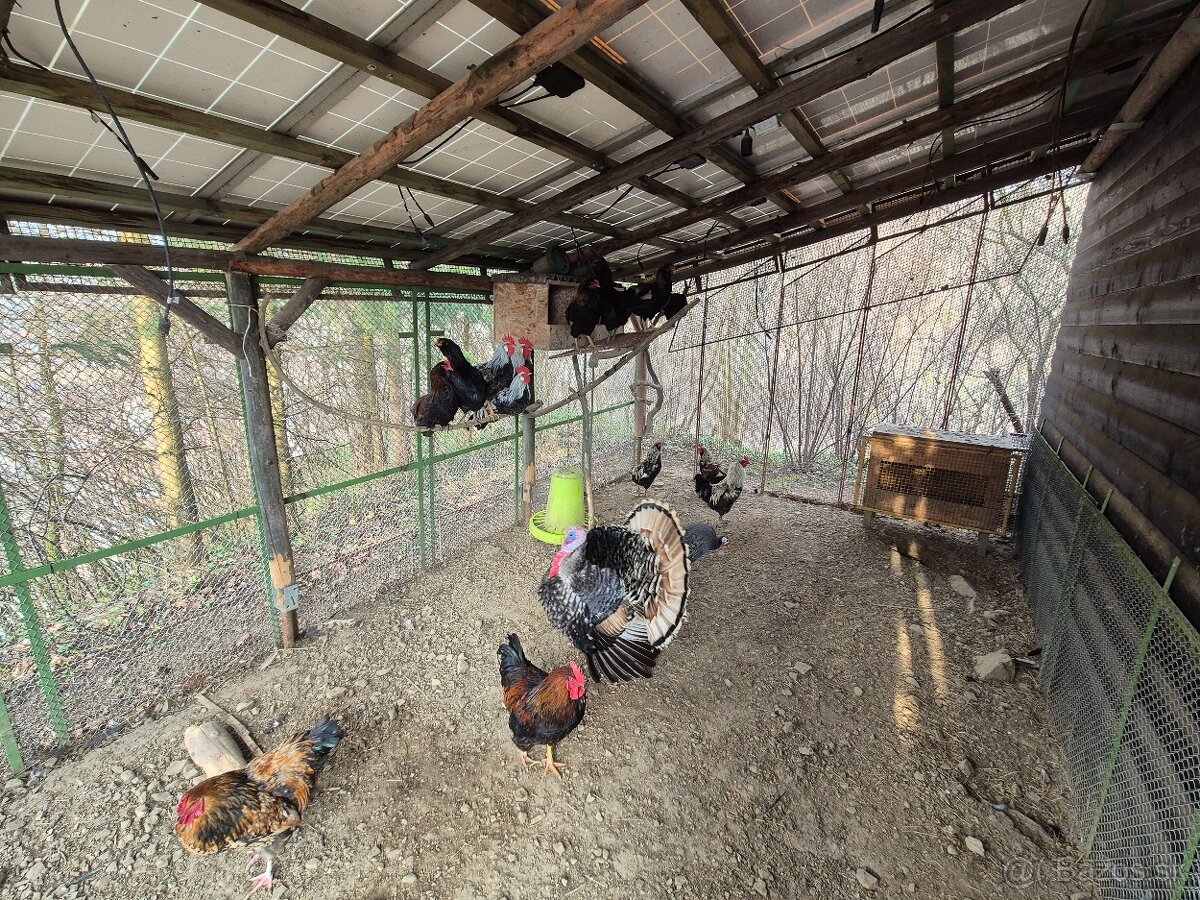 Kohúty, kohút,moriak