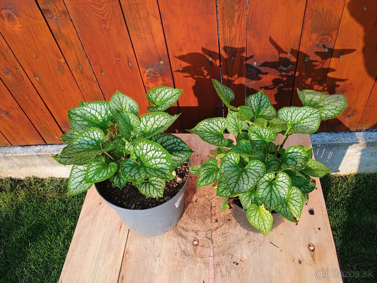 Brunnera
