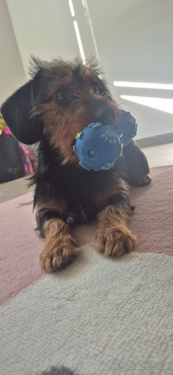 Darujem do dobrých rúk