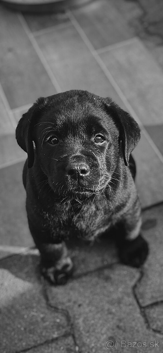 Labrador retriever šteniatka s PP