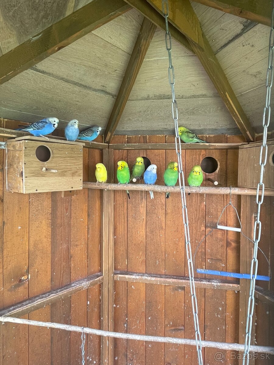 Andulky – rôzne farby, zdravé a hravé (predaj)