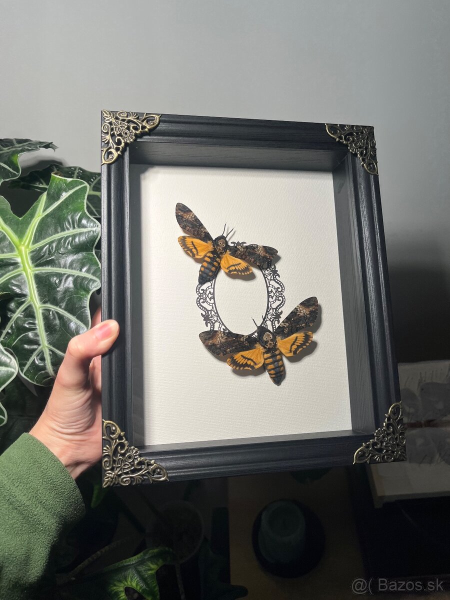 Lišaj smrtihlav Preparovaný motýľ