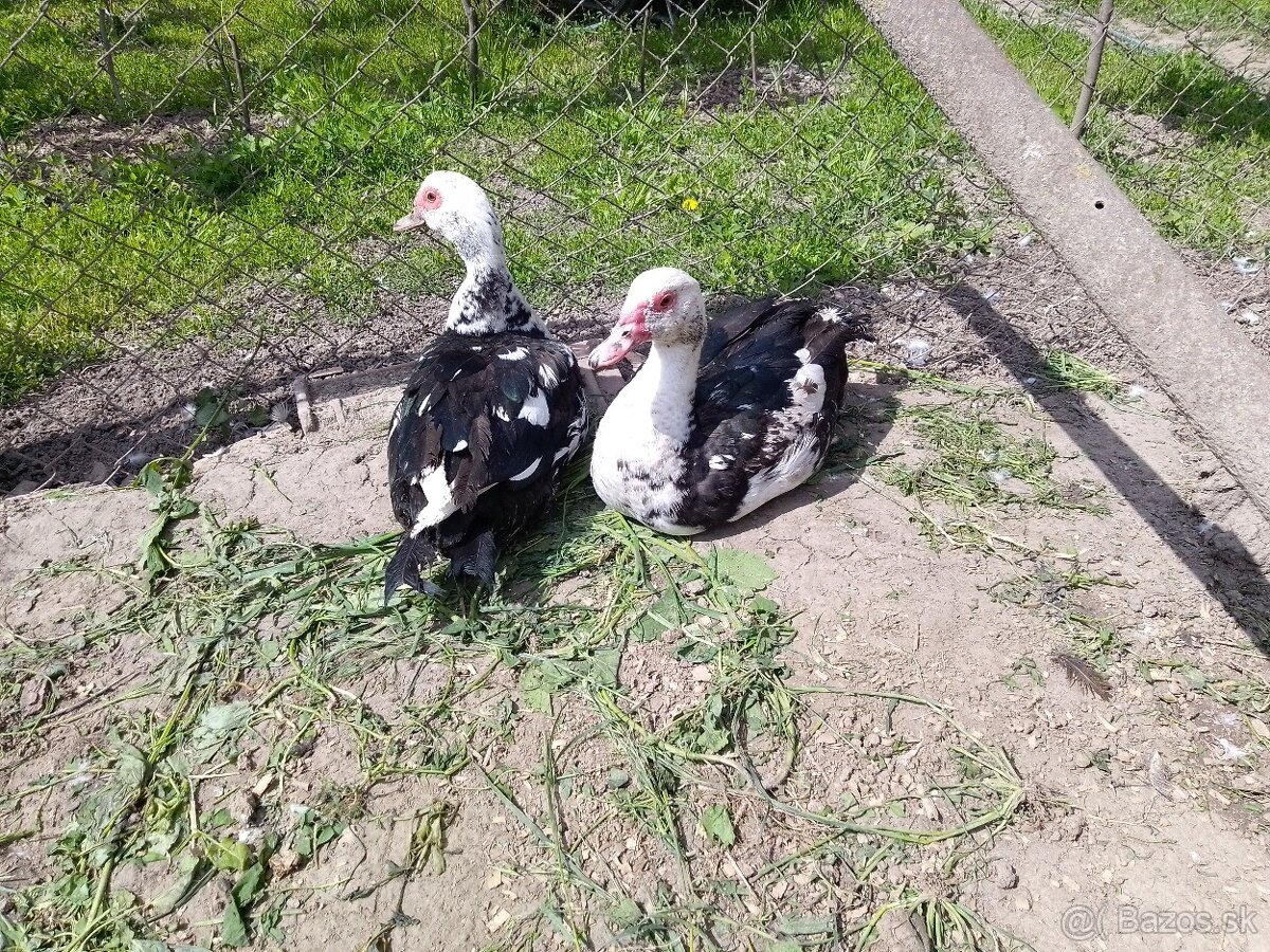 Čínske kačice
