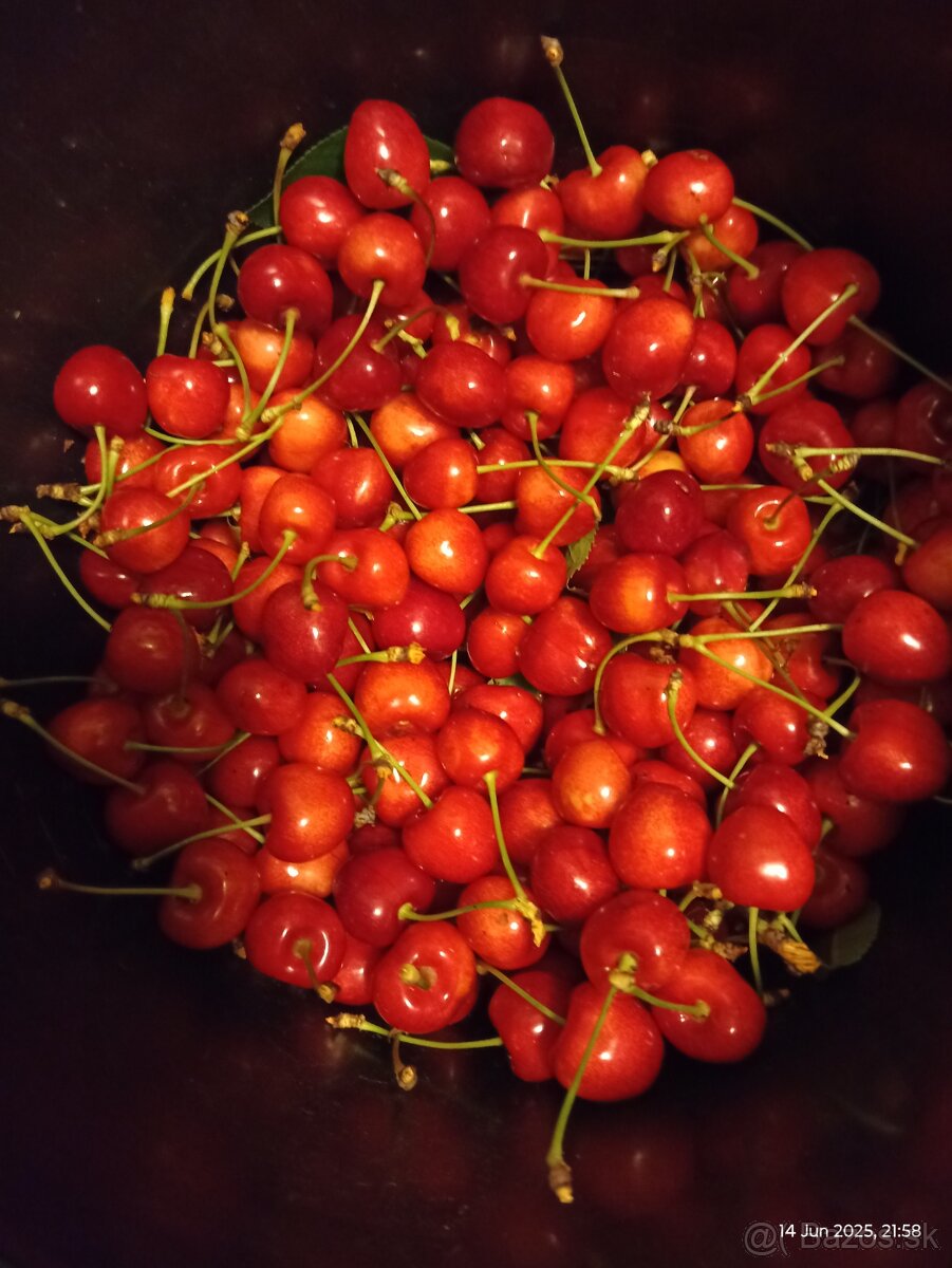 Čerešne v Zälesí okr Senec