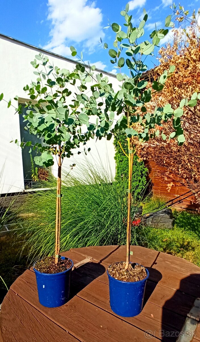 Eucalyptus Gunnii na kmienku v:80-90cm