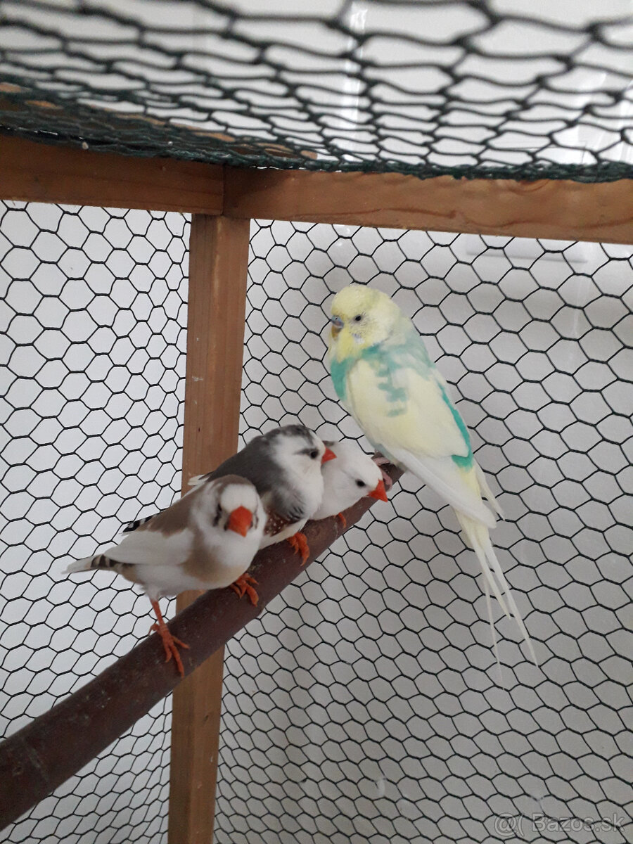 predám zebričky a andulky