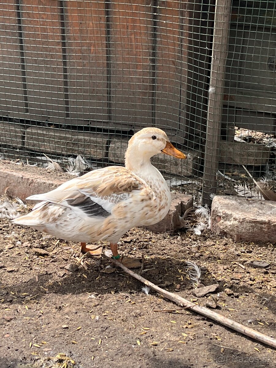 Kačica malý Appleyard