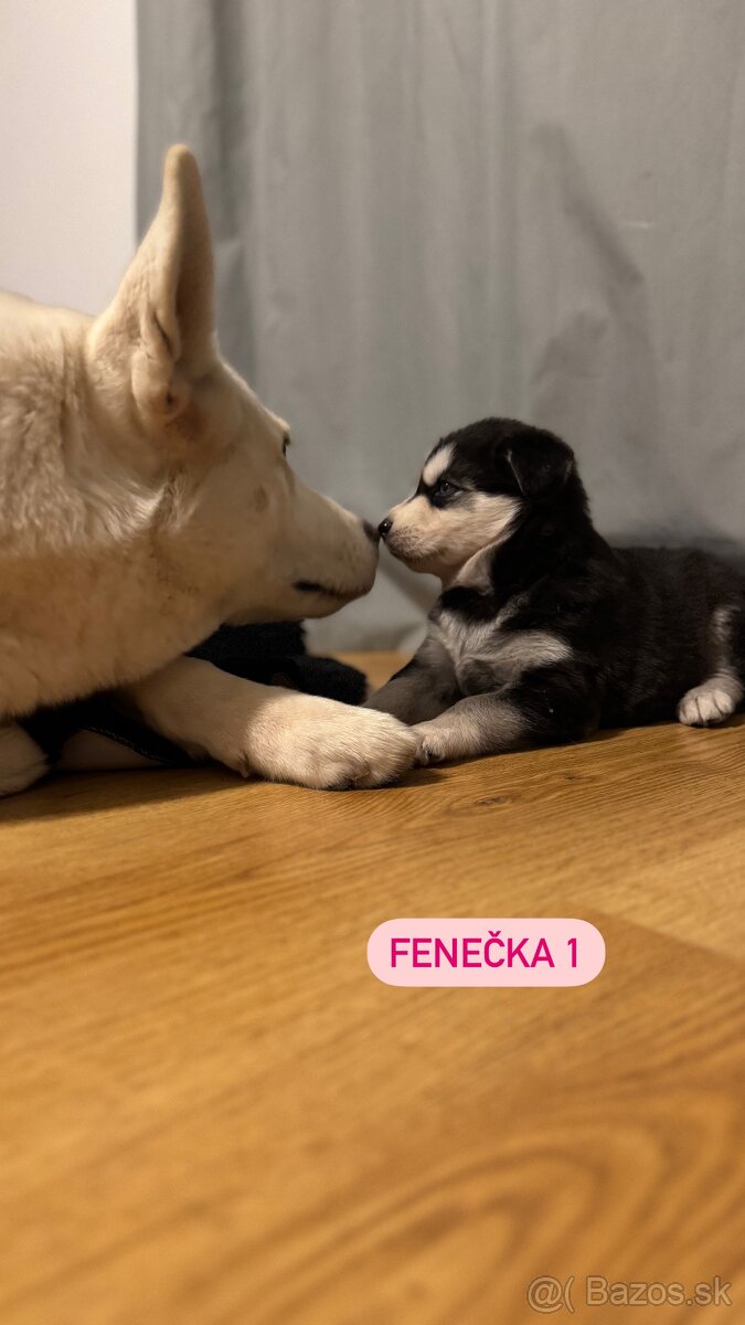 štěniatka Sibirského Husky