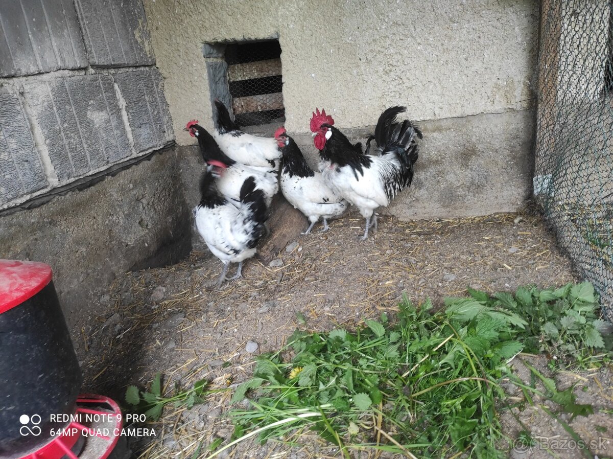 Araucana lavender , lakenfeldka, brahmanka