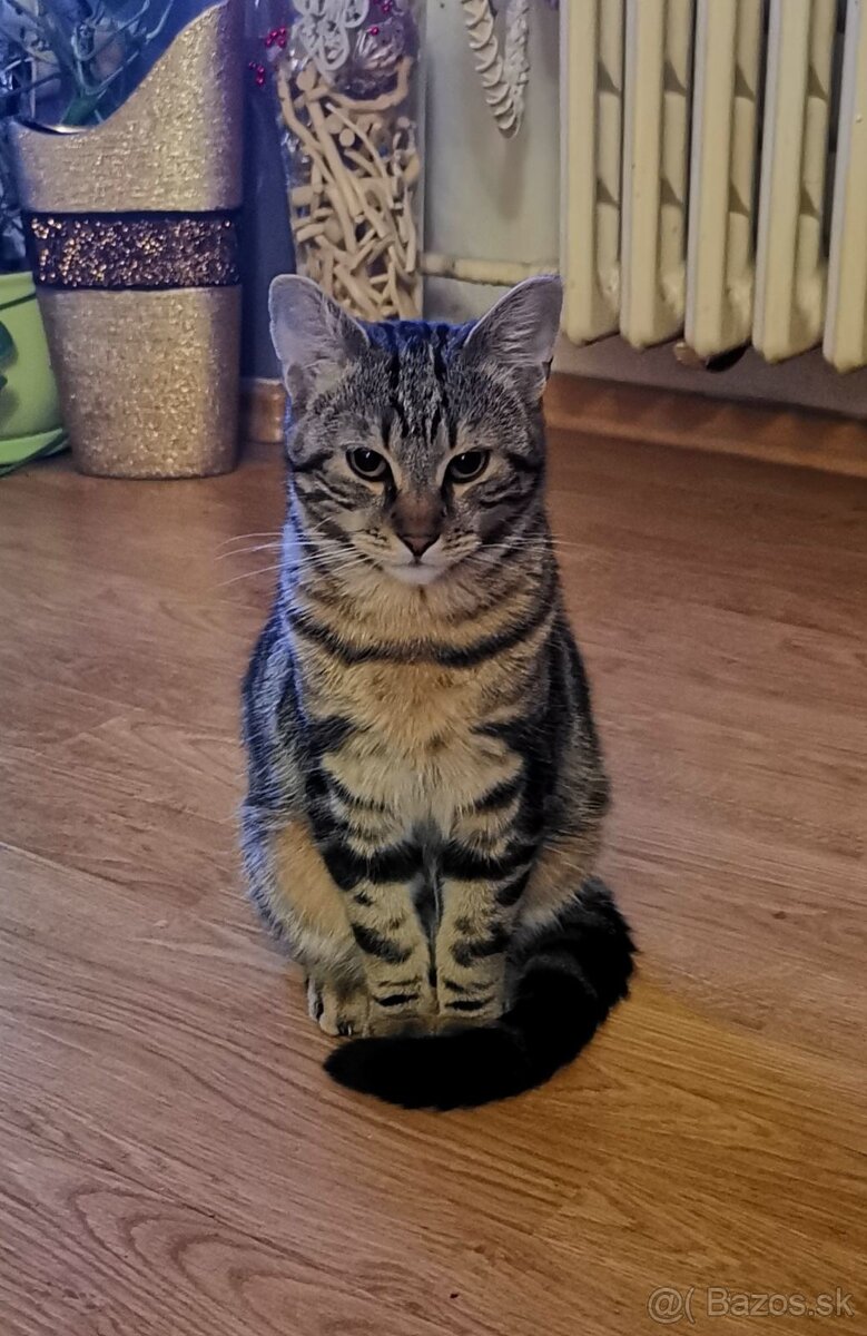 Hľadá sa kocur